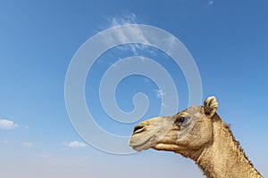 Camel in the desert