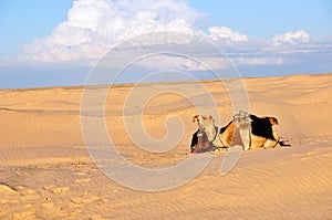 Camel in the desert