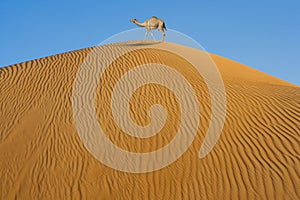 Camel in desert