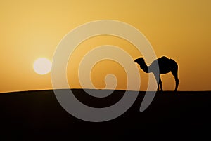 Camel in the desert