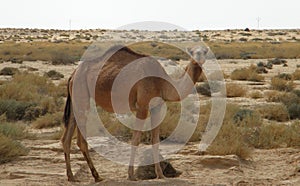 Camel in the Desert