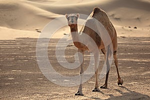 Camel in the desert