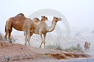 Camel in the desert.