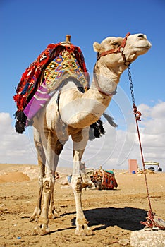 Camel in the desert