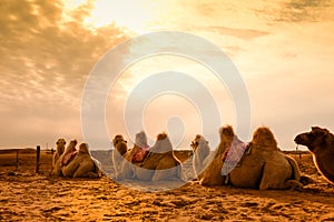 Camel In Desert