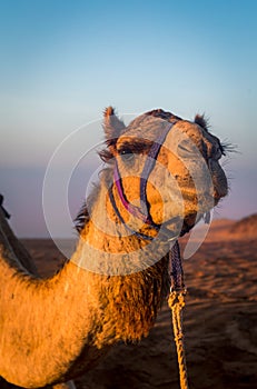 Camel in the desert at Al Wasil, Oman.