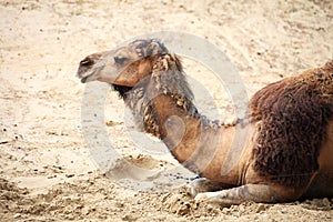 Camel in the desert animal