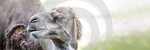 Camel in the desert, close-up. Camel's head close-up on the background of sand in the desert.