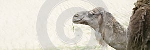 Camel in the desert, close-up. Camel& x27;s head close-up on the background of sand in the desert.