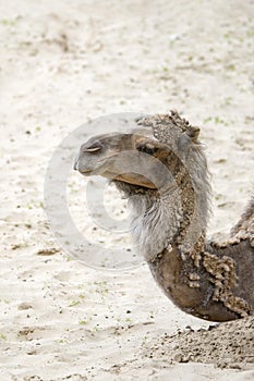 Camel in the desert, close-up. Camel's head close-up on the background of sand in the desert.