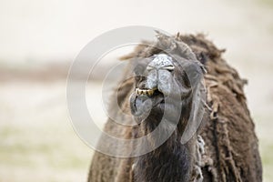 Camel in the desert, close-up. Close-up of a camel's head against the background of sand in the desert. Camel opened