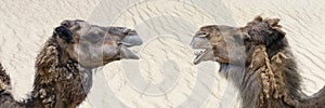 Camel in the desert, close-up. Close-up of a camel's head against the background of sand in the desert. Camel opened