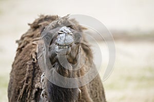 Camel in the desert, close-up. Close-up of a camel's head against the background of sand in the desert. Camel opened