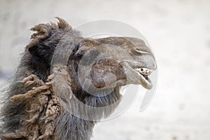 Camel in the desert, close-up. Close-up of a camel's head against the background of sand in the desert. Camel opened