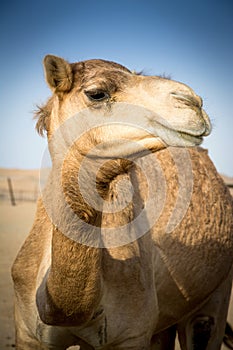 Camel in the desert. Closeup photo.