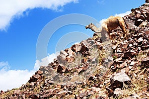 Camel and desert