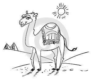 Camel in the desert