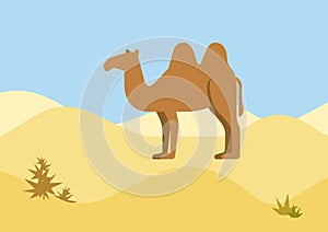 Camel desert habitat flat design cartoon vector wild animals photo