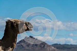 camel in the desert, head close up