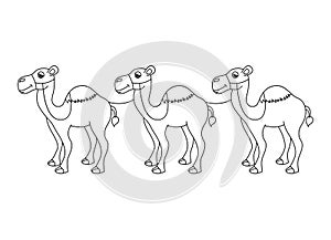 camel desert isolated icon design