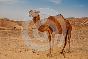 Camel in desert in Israel