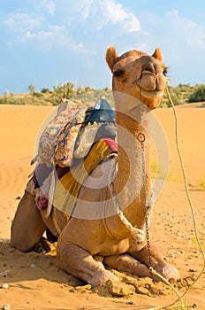 A camel in Desert,Jaisalmer, India