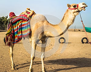 A Camel in the Desert of Kuwait