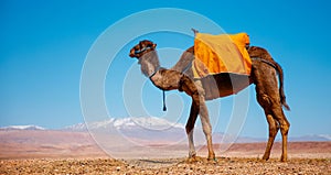 Camel in desert landscape and atlas mountain