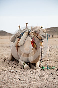 Camel in desert lanscape sunny Day