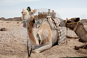 Camel in desert lanscape sunny Day