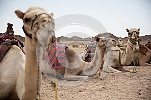 Camel in desert lanscape sunny Day