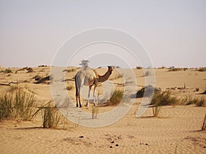 Camel in desert