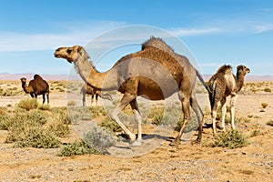 Camel in the desert in Morocco