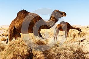 Camel in the desert in Morocco