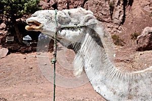 Camel in the desert, Morocco