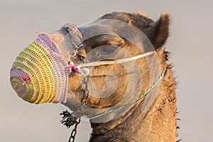 Camel in the desert near Dubai in the United Arab Emirates
