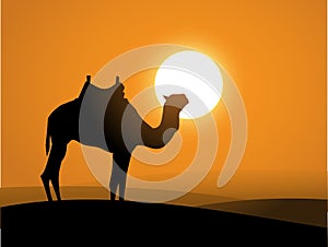 Camel on the desert over the sunset vector