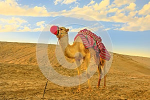 Camel in desert safari