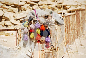 Camel in the desert of Sahara. Sakkara, Egypt