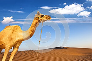 Un deserto sabbia duna panoramico 