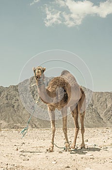 A camel in the desert of sinai, Egypt.