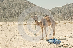 A camel in the desert of sinai, Egypt.
