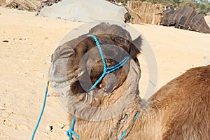 camel in the desert