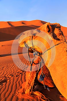 Camel in the desert at sunset lit by orange glow