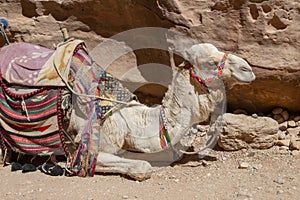 Camel, Desert, Travel, Jordan, Middle East