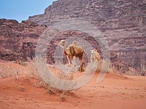 Camel in the desert Wadi Rum desert in Jordan, one hump camel, Dromedary