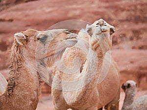 Camel in the desert Wadi Rum desert in Jordan, one hump camel, Dromedary