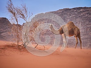 Camel in the desert Wadi Rum desert in Jordan, one hump camel, Dromedary