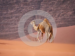 Camel in the desert Wadi Rum desert in Jordan, one hump camel, Dromedary