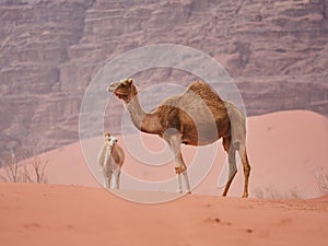 Camel in the desert Wadi Rum desert in Jordan, one hump camel, Dromedary